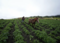 Un agricultor trabaja en Cucaita, Colombia, el 4 de julio de 2025.
Juancho Torres (Getty Images)